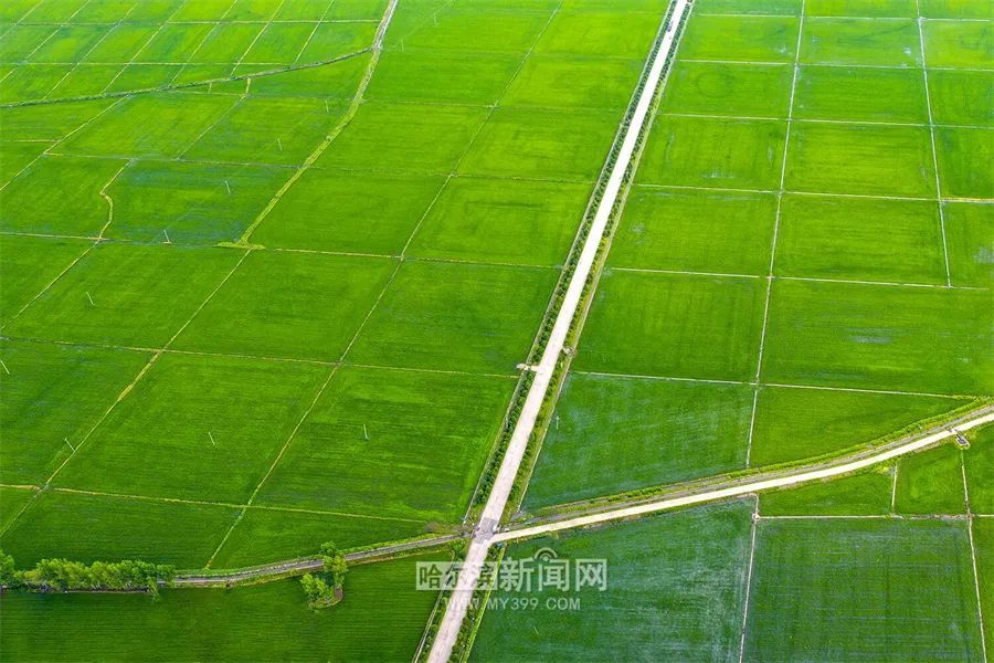 jiuyou- 拉齐奥主场草皮质量遭批，极端天气成主因  